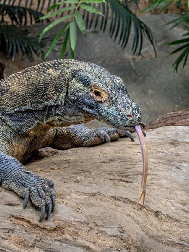 Conservation Efforts Protecting the Komodo Dragon