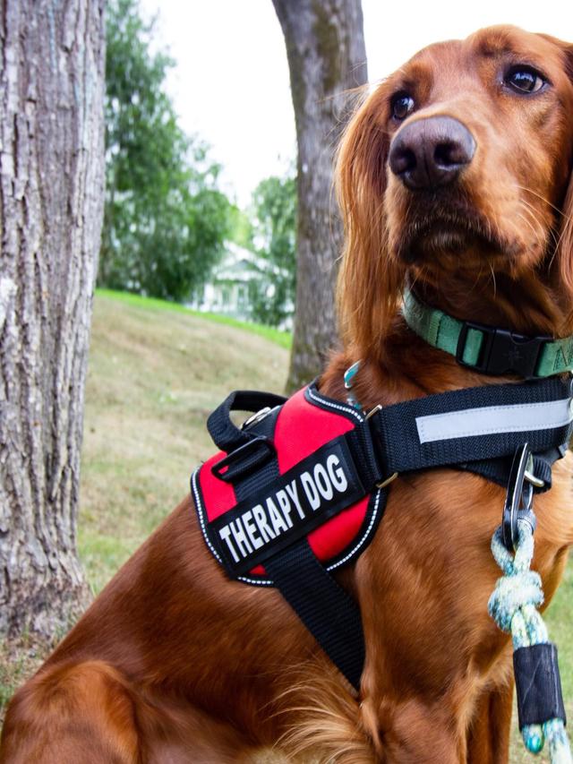 Dog Breeds That Make Great Service Animals