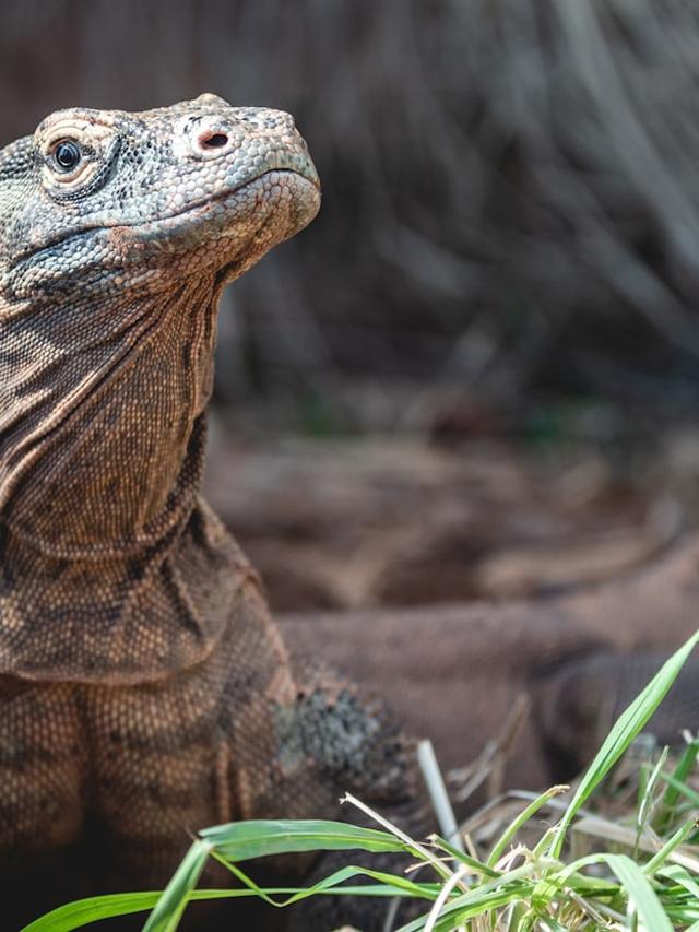 Komodo Dragon Conservation Efforts