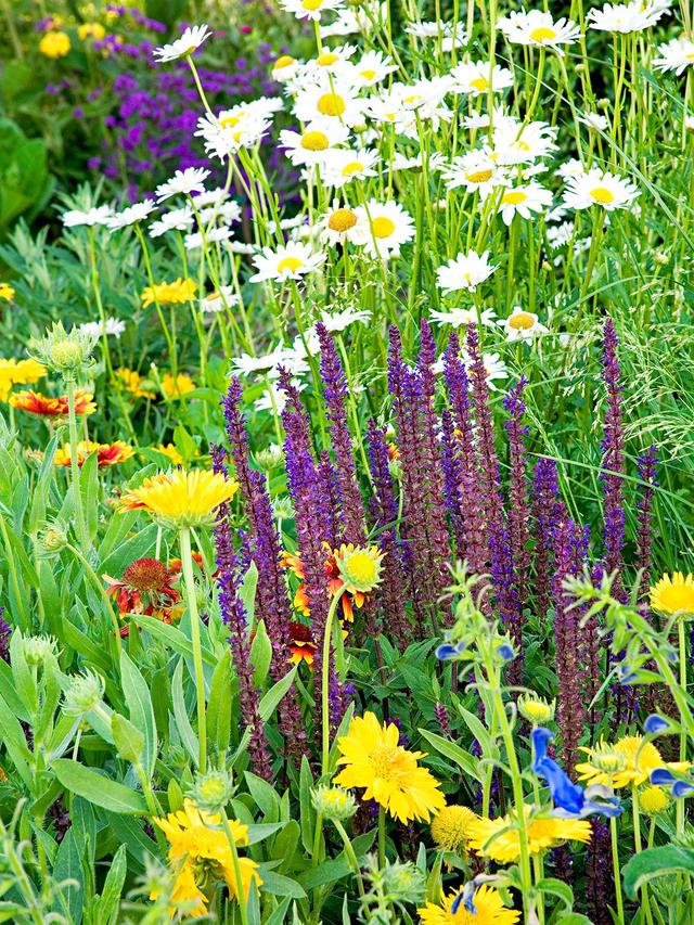 Perennial Flower Combinations for Stunning Displays