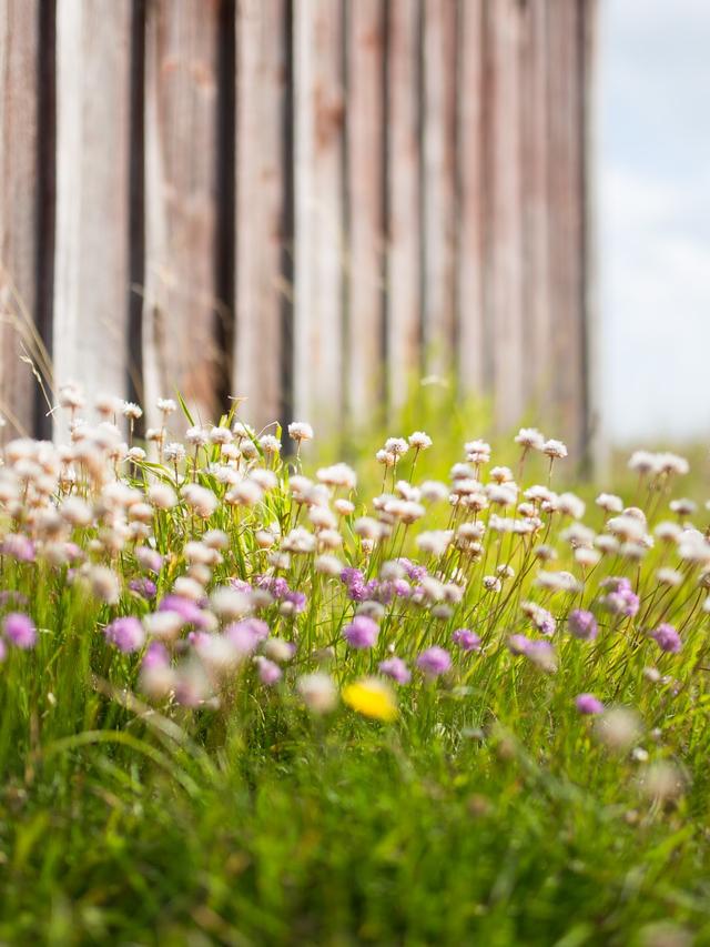 Perennial Flower Combinations for Stunning Displays