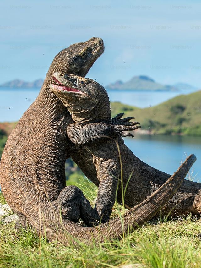 Survival Skills How Komodo Dragons Thrive in the Wild