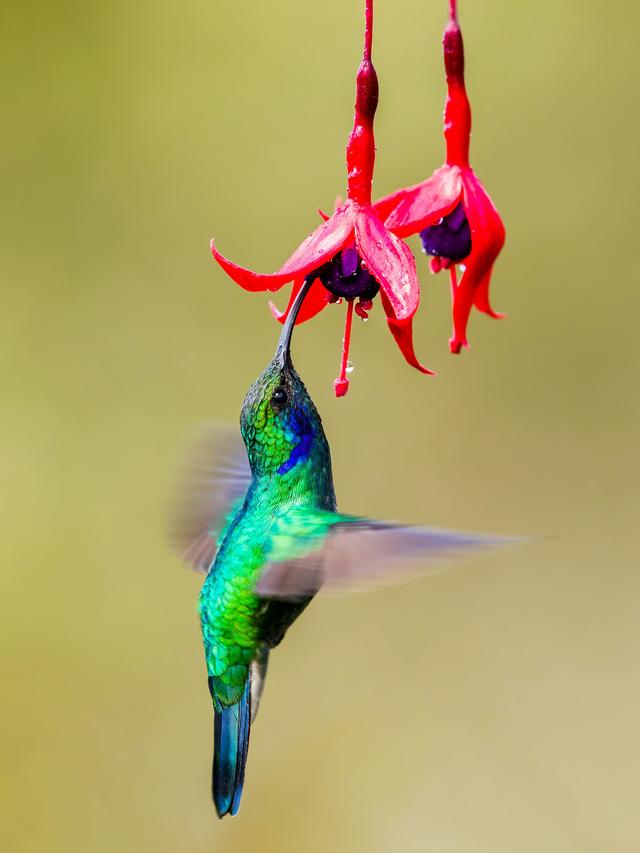 Top Destinations to See Hummingbirds