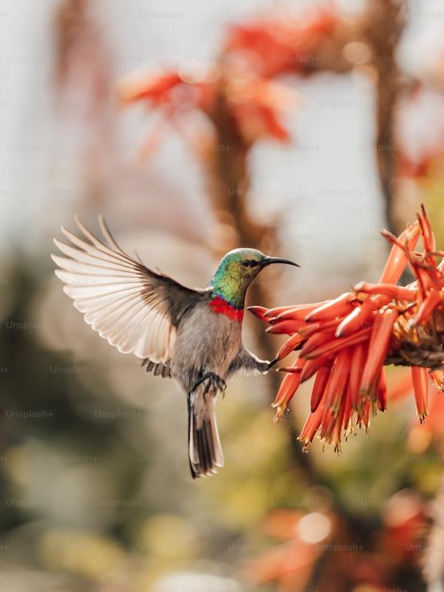 Top Destinations to See Hummingbirds