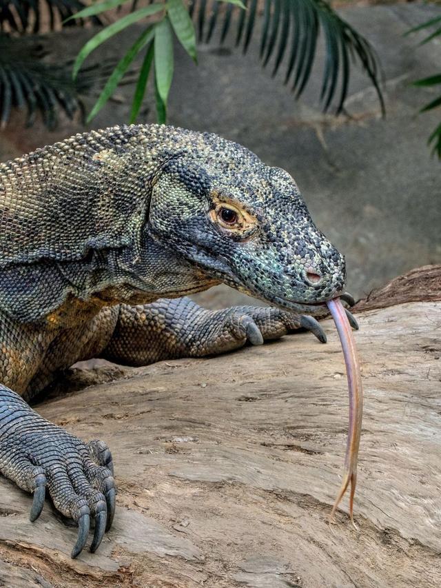 Komodo Dragon Reproduction and Lifespan