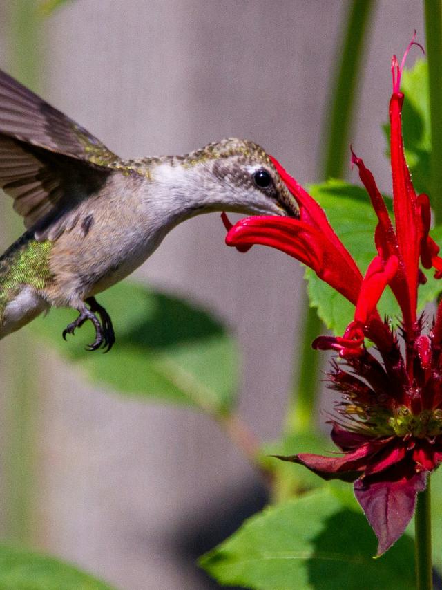 The Best Plants to Grow for Hummingbirds